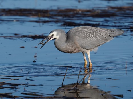 White-face heron with crab