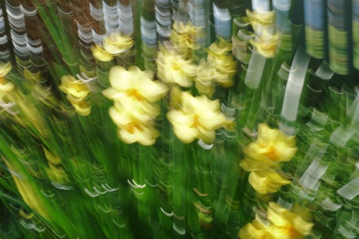 Daffodils ICM