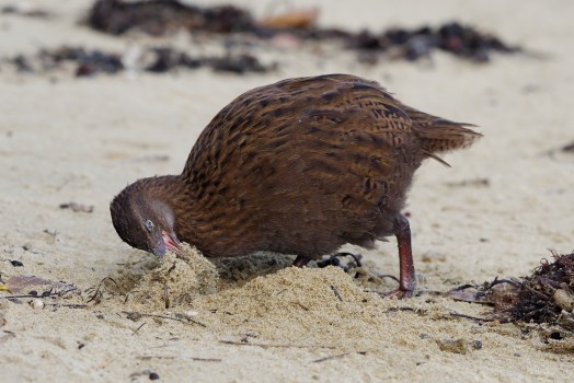 Weka Digging in the Sand