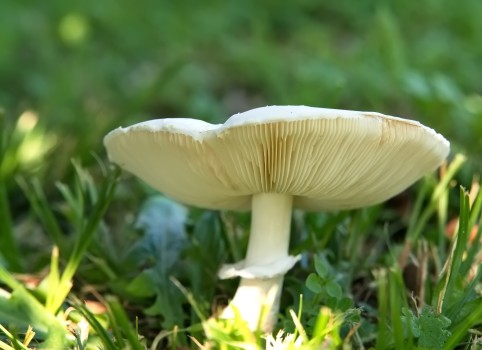 White Mushroom