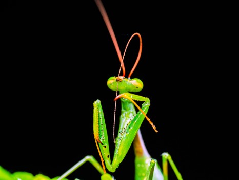 Cute Praying Mantis Cleaning Antennae