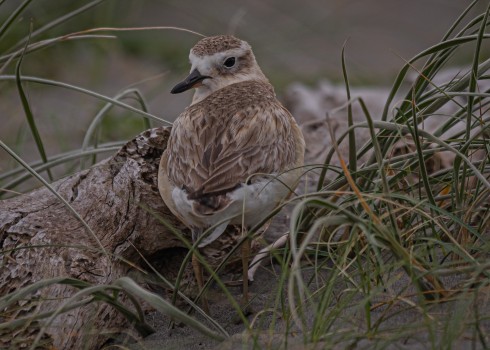 New Zealand Dotteral
