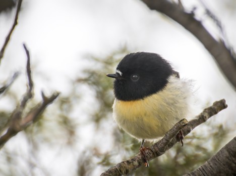 Tomtit, Mt Somers, Canterbury