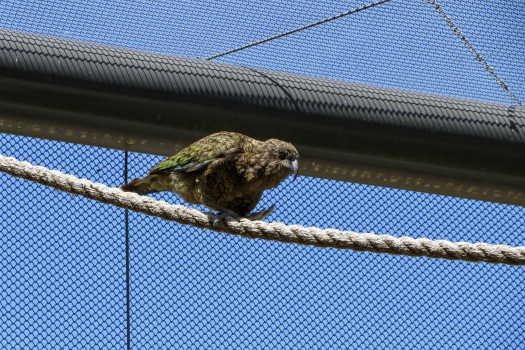 Kea bird sitting on a rope at Wellington Zoo