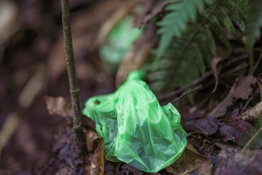 Full dog poo bag littered in botanic garden