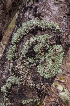 Lichen on beech tree trunk