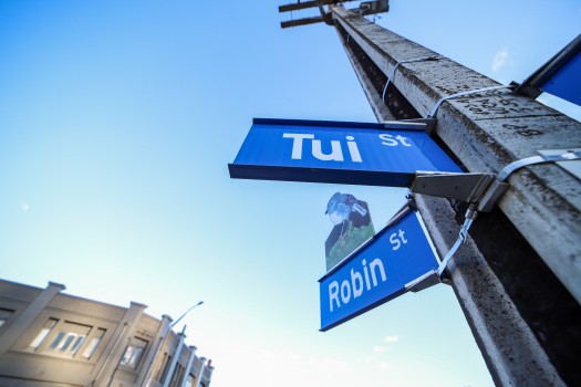 Blue Tui st. and Robin st. Taihape road signs