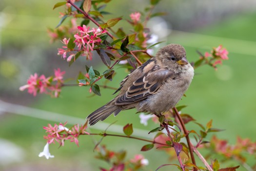 Sparrow on flowering shrub