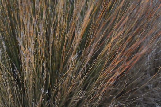 Dried needle grass