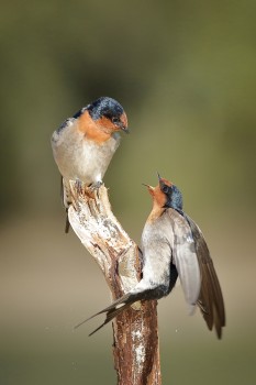 Swallows on stick