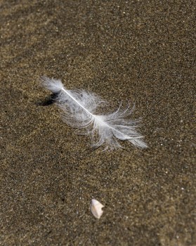 Feather on sand close up