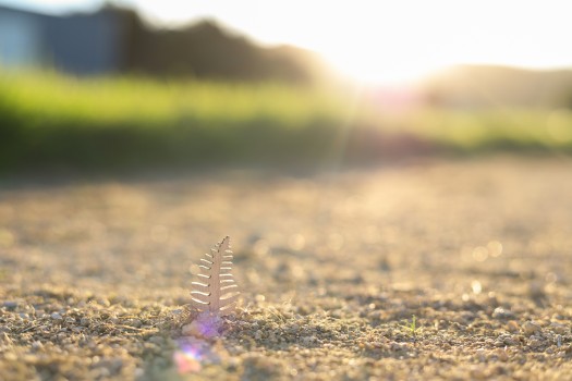 Sun shining on the fern figurine in the dirt