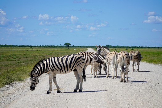 Herd of zebras in a safari park in africa