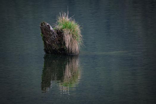 Stump, Lake Rotoiti