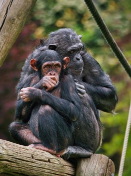 Chimpanzee mother and infant