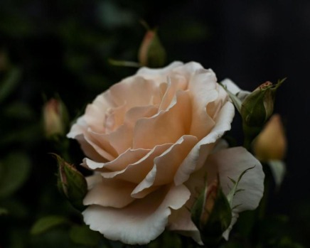 From my Garden - Apricot Rose