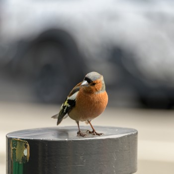 Bird on a post