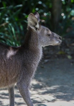 Kangaroo's side profile