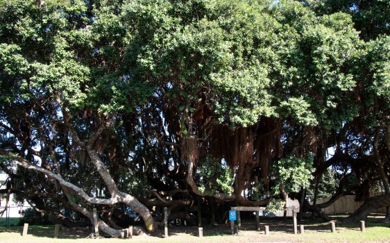 Historical Giant Pohutukawa Tree