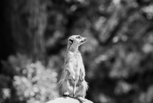 Meerkat at the zoo monochrome