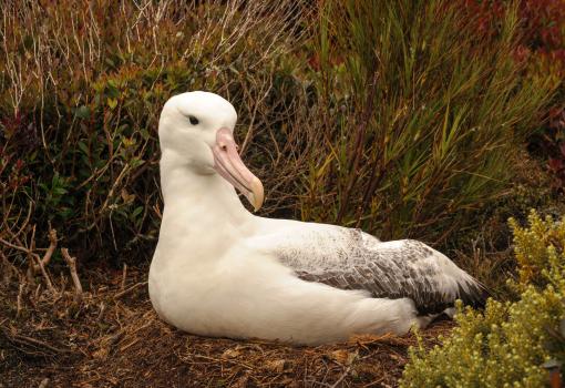 _DSC2945 Southern Royal albatross, Enderby Is