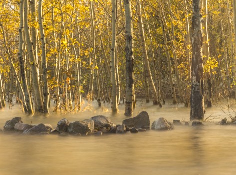 Golden trees in high water