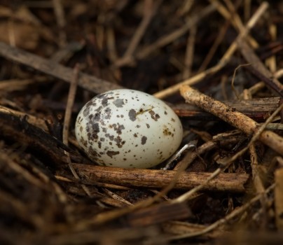 Birds Egg on the ground