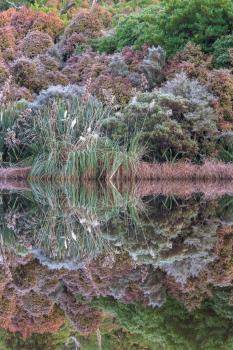 Reflections, Lake Dive
