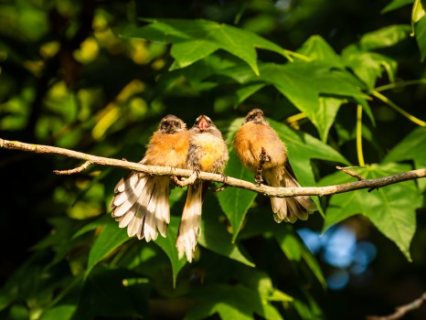 Cute Native Endemic Fantail Birds Piwakawaka