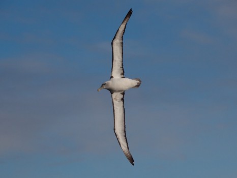 White-Capped Mollymawk in Flight