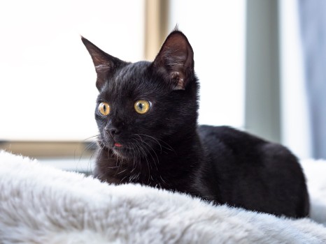 Cute Pet Black Kitten Rug