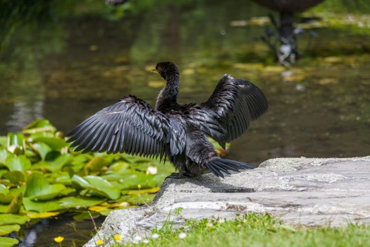Shag with open wings