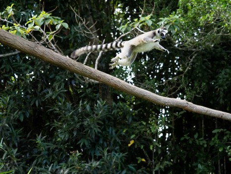 Ring-tailed Lemur Leaping