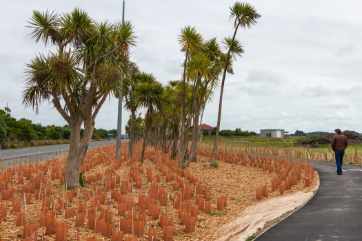 Cabbage trees and plantings