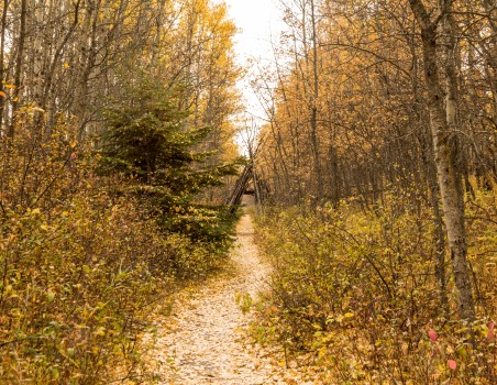 Walking path through fall trees