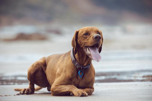 A good boy on the beach