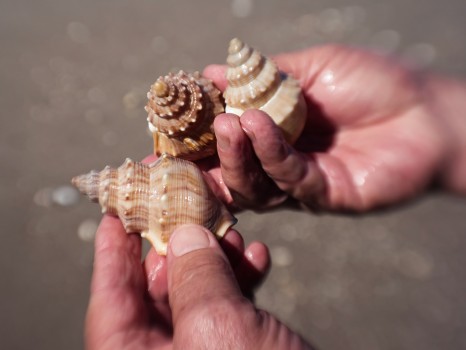 Holding shells
