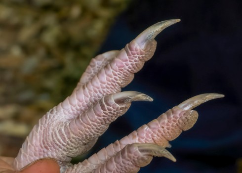 Close-up of kiwi pukupuku toes