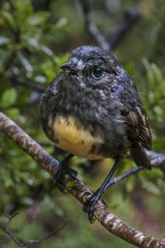 New Zealand native Robin/Toutouwai