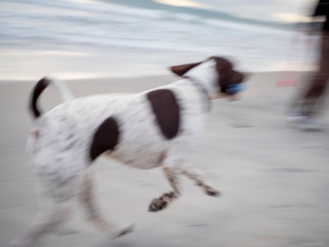 Dog Playing Beach