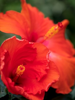 Bright Red Hibiscus Flower