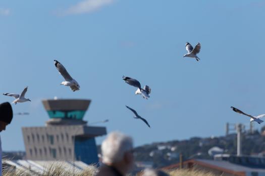 Seagulls flying by the airport