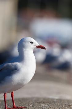 Seagull eye-line bokeh
