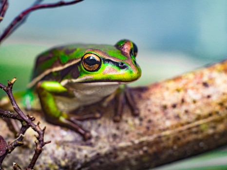 Green Golden Bell Frog Close Up Eye
