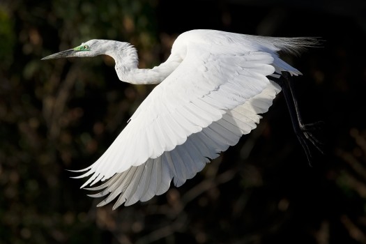 Great Egret in Flight, Chobe River