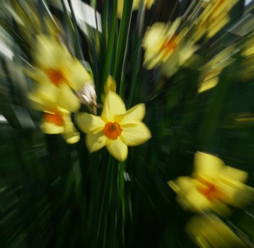 Daffodils ICM
