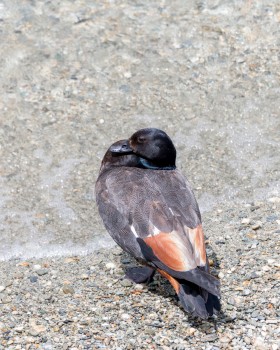 Duck on the beach Wakatipu