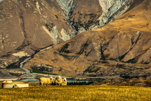 Sheep farming in the Southern Alps