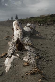 Driftwood buried in sand