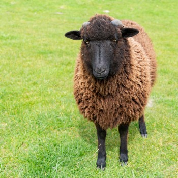 A rare sheep breed on Chatham Island